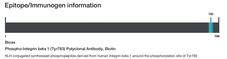Phospho-Integrin beta 1 (Tyr783) Polyclonal Antibody, Biotin
