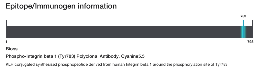 Phospho-Integrin beta 1 (Tyr783) Polyclonal Antibody, Cyanine5.5