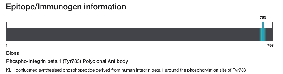 Phospho-Integrin beta 1 (Tyr783) Polyclonal Antibody