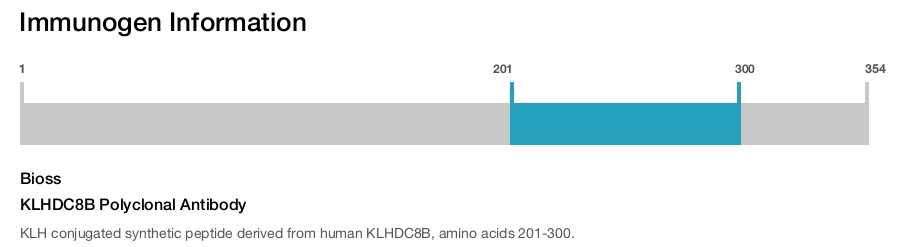 KLHDC8B Polyclonal Antibody