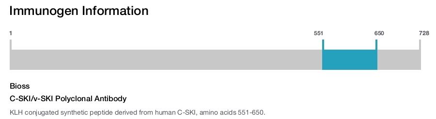 C-SKI/v-SKI Polyclonal Antibody