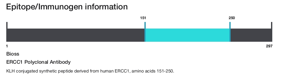 ERCC1 Polyclonal Antibody