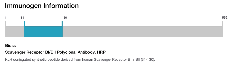 Scavenger Receptor BI/BII Polyclonal Antibody, HRP