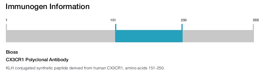 CX3CR1 Polyclonal Antibody