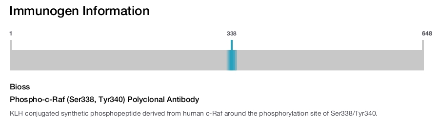 Phospho-c-Raf (Ser338, Tyr340) Polyclonal Antibody