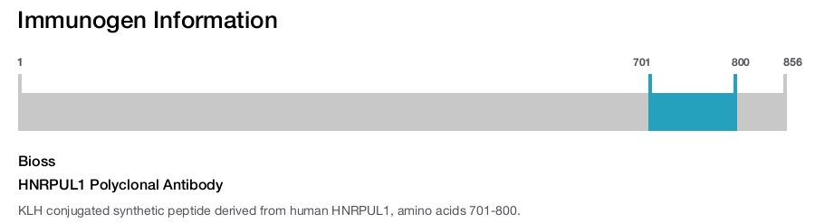 HNRPUL1 Polyclonal Antibody