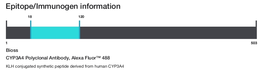 CYP3A4 Polyclonal Antibody, Alexa Fluor&trade; 488