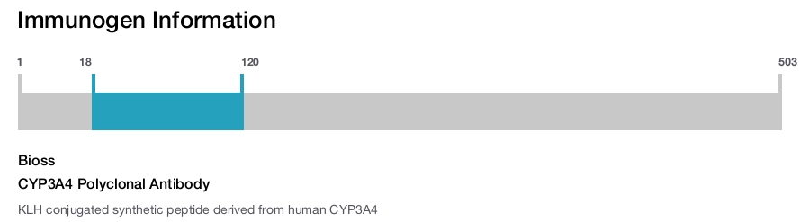 CYP3A4 Polyclonal Antibody