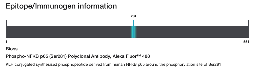 Phospho-NFKB p65 (Ser281) Polyclonal Antibody, Alexa Fluor&trade; 488