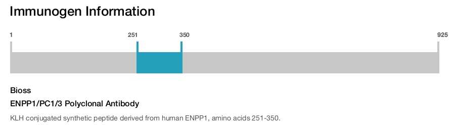 ENPP1/PC1/3 Polyclonal Antibody