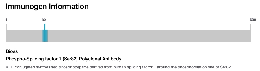 Phospho-Splicing factor 1 (Ser82) Polyclonal Antibody