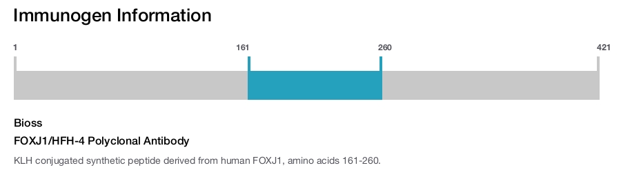 FOXJ1/HFH-4 Polyclonal Antibody