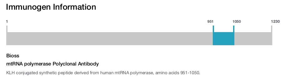 mtRNA polymerase Polyclonal Antibody