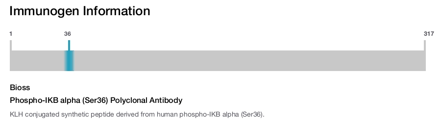 Phospho-IKB alpha (Ser36) Polyclonal Antibody