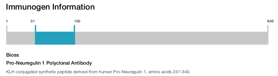 Pro-Neuregulin 1 Polyclonal Antibody
