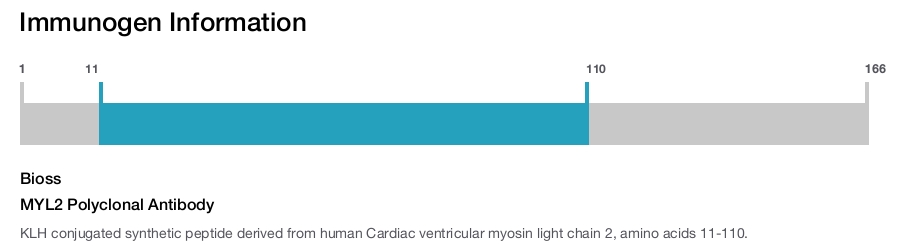 MYL2 Polyclonal Antibody