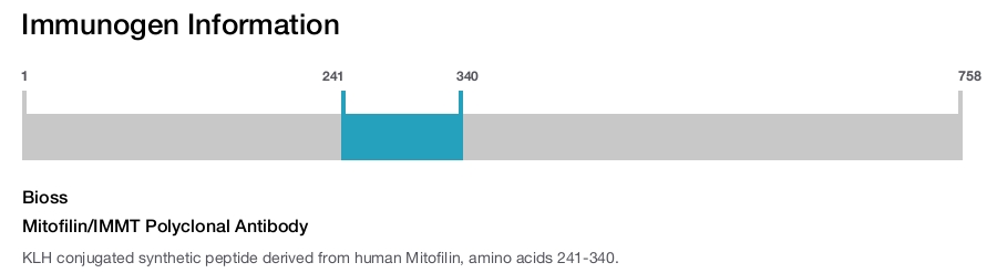 Mitofilin/IMMT Polyclonal Antibody