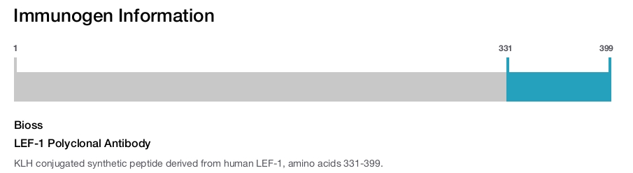 LEF-1 Polyclonal Antibody