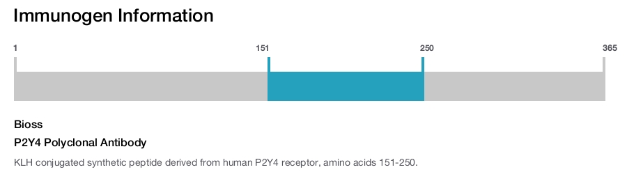 P2Y4 Polyclonal Antibody