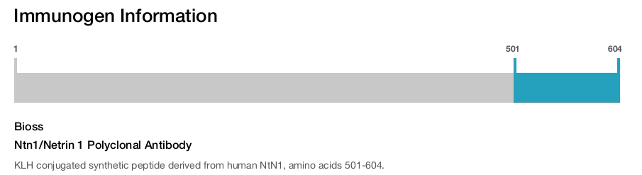 Ntn1/Netrin 1 Polyclonal Antibody