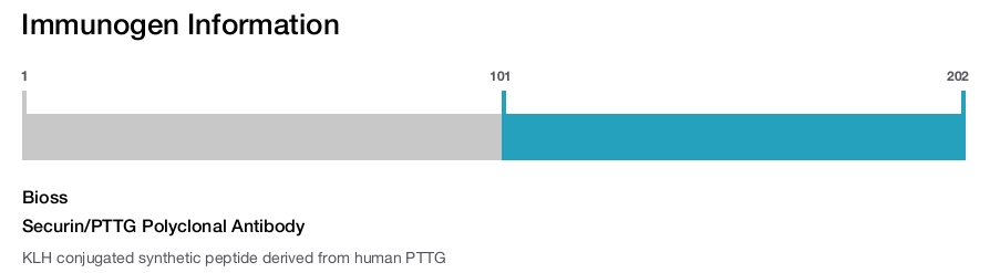 Securin/PTTG Polyclonal Antibody