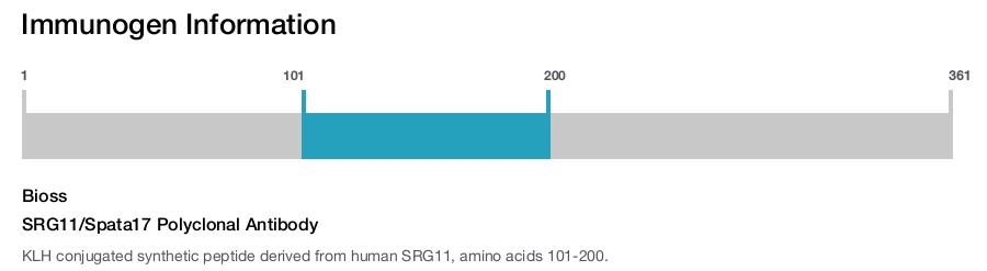 SRG11/Spata17 Polyclonal Antibody