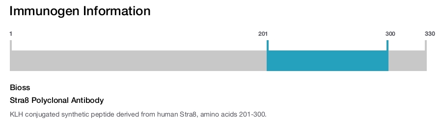 Stra8 Polyclonal Antibody