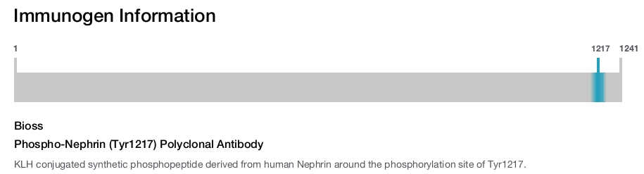 Phospho-Nephrin (Tyr1217) Polyclonal Antibody