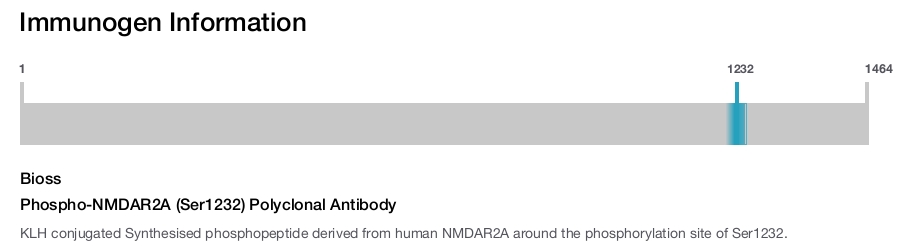 Phospho-NMDAR2A (Ser1232) Polyclonal Antibody