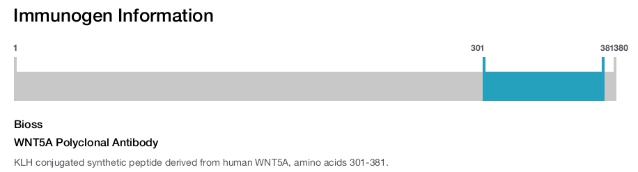 WNT5A Polyclonal Antibody