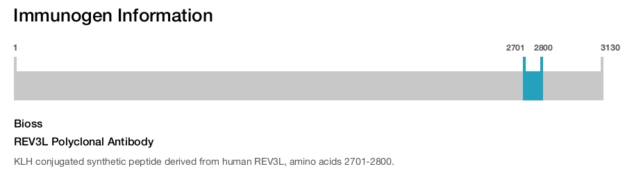REV3L Polyclonal Antibody