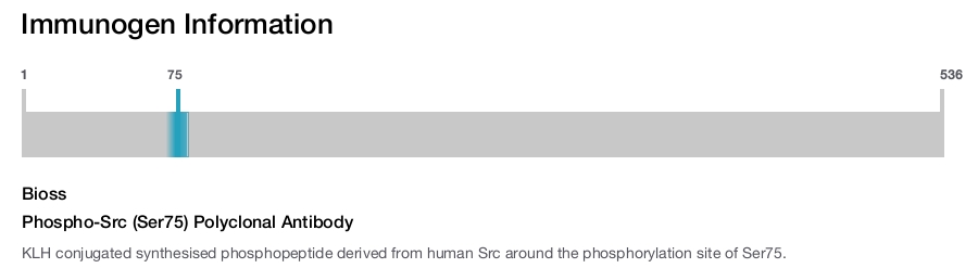 Phospho-Src (Ser75) Polyclonal Antibody