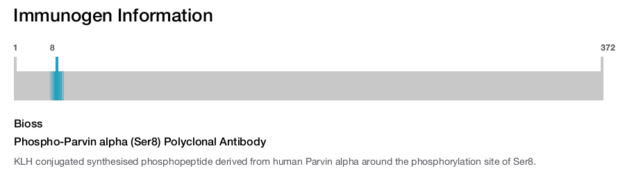 Phospho-Parvin alpha (Ser8) Polyclonal Antibody