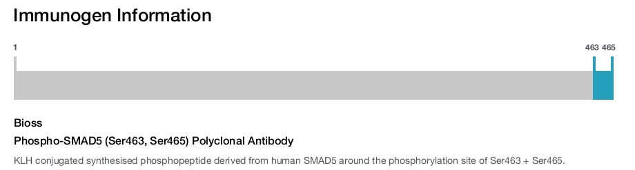 Phospho-SMAD5 (Ser463, Ser465) Polyclonal Antibody