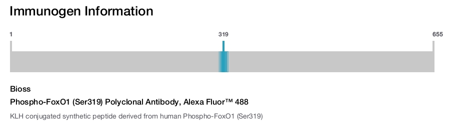 Phospho-FoxO1 (Ser319) Polyclonal Antibody, Alexa Fluor&trade; 488