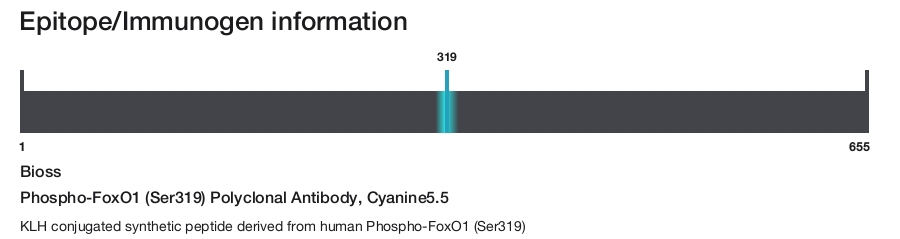 Phospho-FoxO1 (Ser319) Polyclonal Antibody, Cyanine5.5