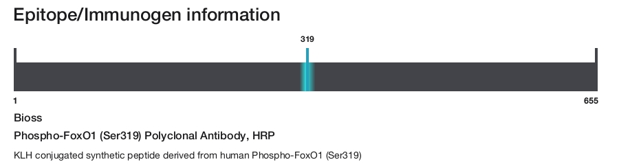 Phospho-FoxO1 (Ser319) Polyclonal Antibody, HRP