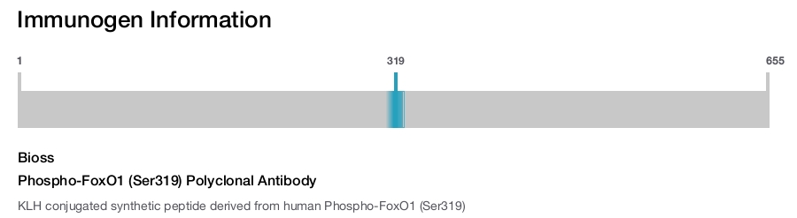 Phospho-FoxO1 (Ser319) Polyclonal Antibody