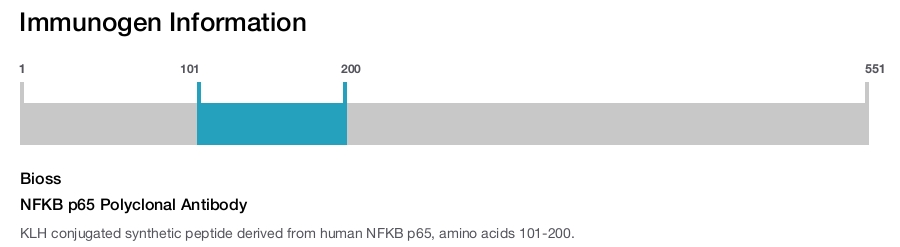 NFKB p65 Polyclonal Antibody