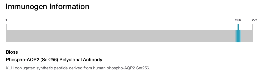 Phospho-AQP2 (Ser256) Polyclonal Antibody