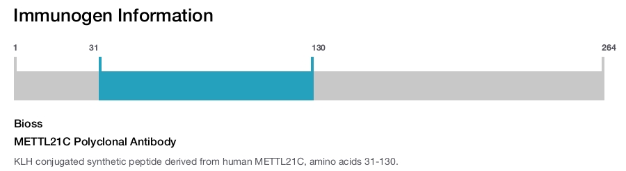 METTL21C Polyclonal Antibody