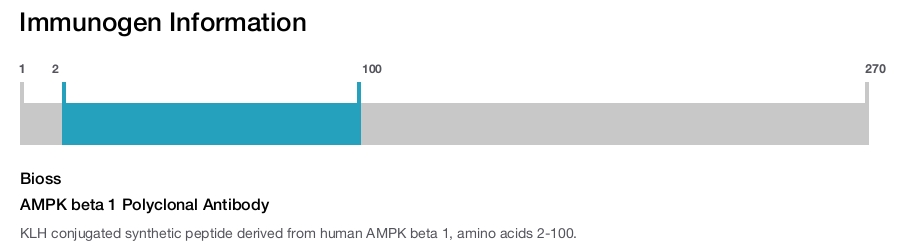 AMPK beta 1 Polyclonal Antibody