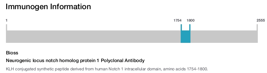 Neurogenic locus notch homolog protein 1 Polyclonal Antibody