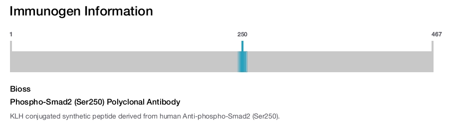 Phospho-Smad2 (Ser250) Polyclonal Antibody