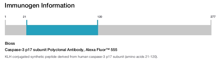 Caspase-3 p17 subunit Polyclonal Antibody, Alexa Fluor&trade; 555