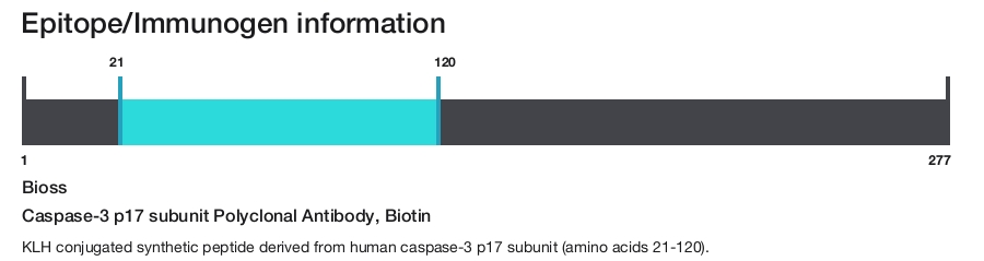 Caspase-3 p17 subunit Polyclonal Antibody, Biotin