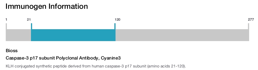 Caspase-3 p17 subunit Polyclonal Antibody, Cyanine3