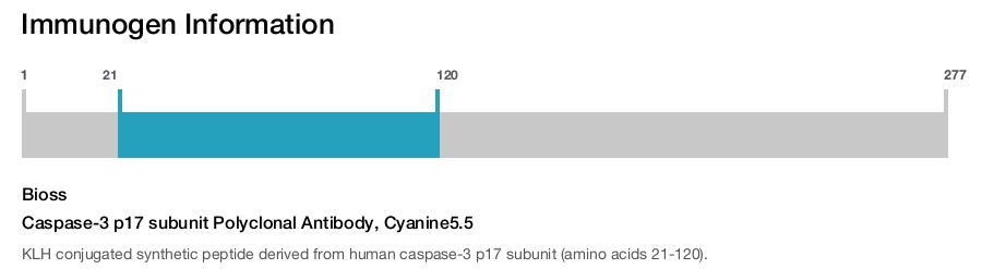 Caspase-3 p17 subunit Polyclonal Antibody, Cyanine5.5