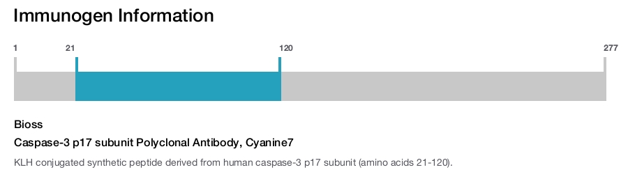 Caspase-3 p17 subunit Polyclonal Antibody, Cyanine7