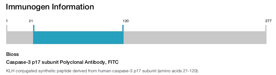 Caspase-3 p17 subunit Polyclonal Antibody, FITC